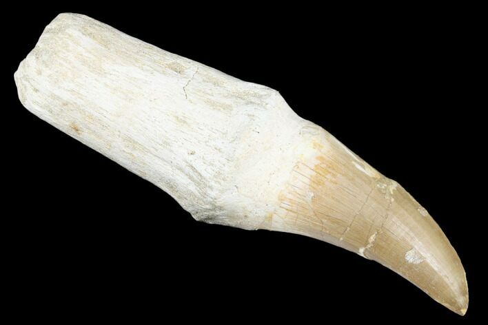 Composite Fossil Rooted Mosasaur (Mosasaurus) Tooth - Morocco #174356